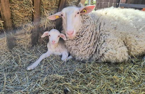 FeWo Sirona - Foto 42