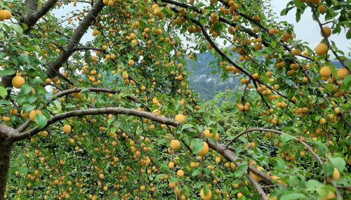 Ferienwohnungen im Griachalgarten - Chiemgau Karte - Foto 4