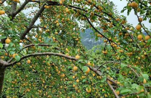 Ferienwohnungen im Griachalgarten - Chiemgau Karte - Foto 4