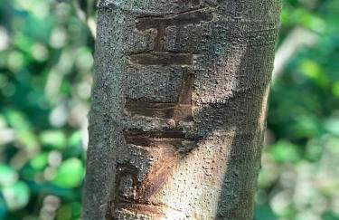 Chalé Suíço - Chalés Belo Monte - Sítio Belo Monte - Foto 38