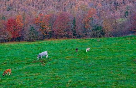 La caseta de Mas Salelles - Photo 22