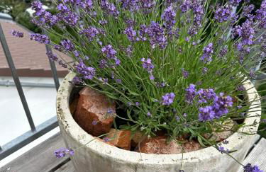 Dachstudio im Geteviertel - citynah - Foto 32