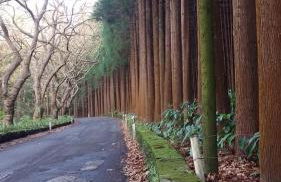 Casa da Avó - Vila do Porto - Foto 41