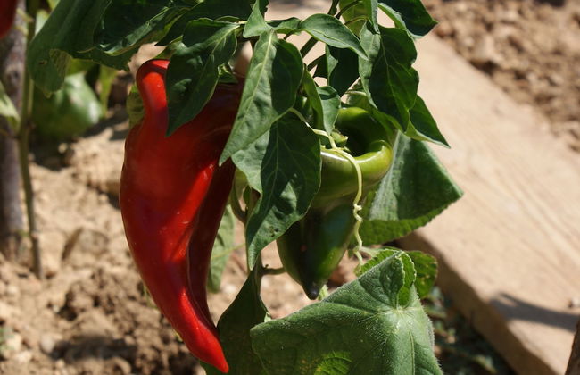 Villa Tonka - Photo 55