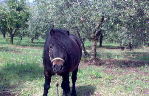 Agriturismo Frantoio Mafrica - Foto 22