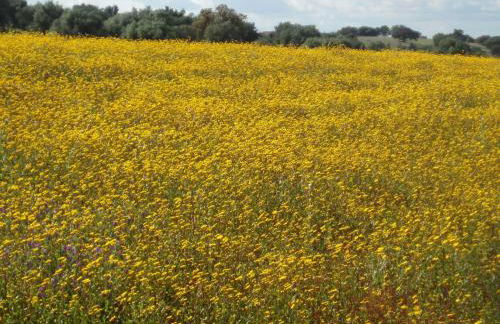Casa de Pedrógão - Foto 37