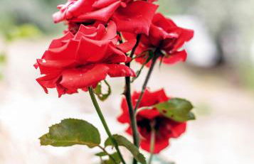 La Umbría de la Ribera - Foto 14