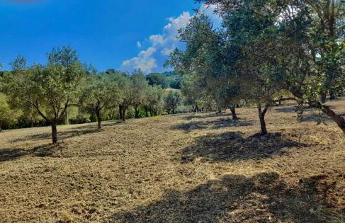 Appartamenti Antico Uliveto - Foto 7