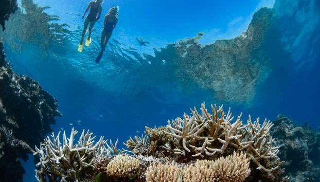 Crucero Silverswift a la Gran Barrera de Coral Exterior - Foto 3