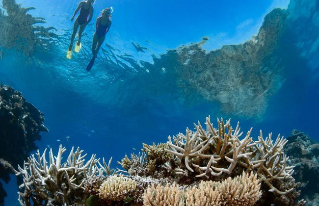 Silverswift Outer Barrier Reef Cruise - Photo 3