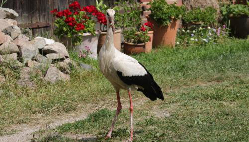 Ostoja Kamionki - Foto 5