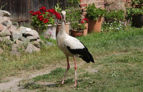 Ostoja Kamionki - Foto 5