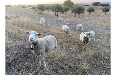 Monte do Saltamontes - Photo 36
