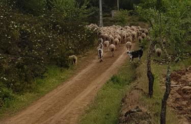 Monte Das Ferrarias - Foto 38