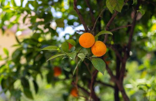 Secret Garden - Big garden near station & centre - Foto 40