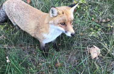 Chalet dell'Orso - Foto 60