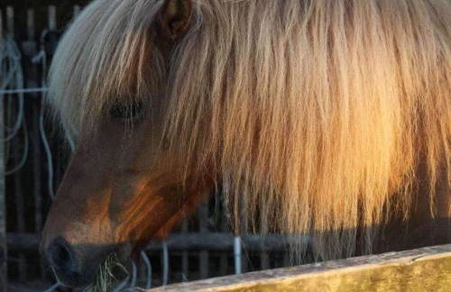 Deichhasenhof Comfortable holiday residence - Foto 19