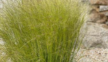 KER LONGITUDE - Foto 4, Garden view