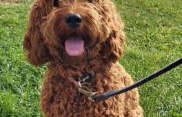 Kindly Light Beach House, Borth-y-Gest - Foto 23