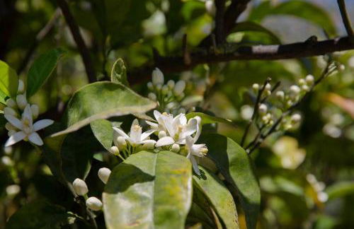 ELIZABETH by Antigone - Photo 19