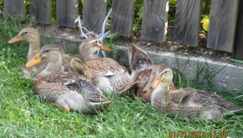 Oberschlichterhof - Foto 4