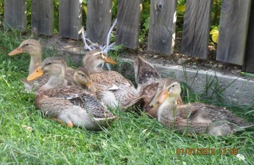 Oberschlichterhof - Foto 4