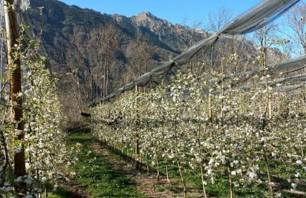 Borda Piñana - Photo 33