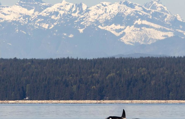 4 Hour Whale and Wildlife Boat Tour - Foto 2