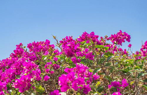 Villa Catrina - Plusholidays - Foto 52