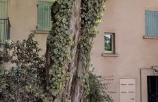 Front de mer - Foto 11