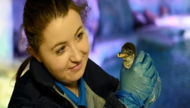 SEA LIFE - Billet - Photo 3