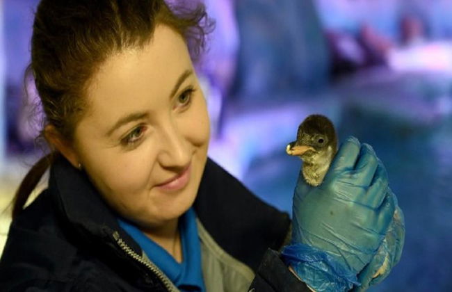 SEA LIFE - Billet - Photo 3