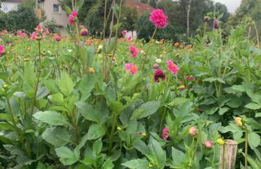 Apartament Blumenblick - Foto 40