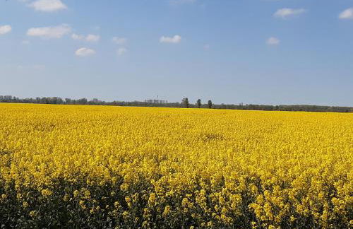 Best of Kollmar - Apartment mit Terrasse für 2 Personen absolut ruhig - Foto 10