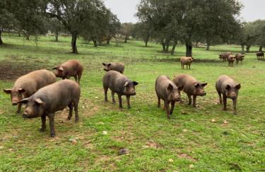 Casa Rural El Gamo - Foto 49