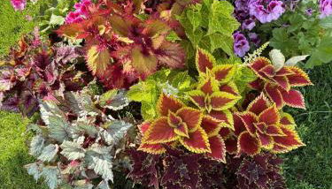 Giardino di Lei, appartamento Giallo - Photo 4, Garden