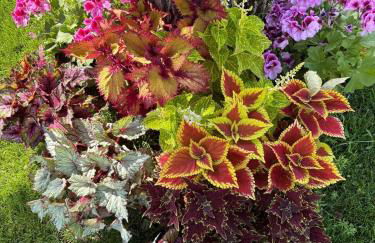 Giardino di Lei, appartamento Giallo - Foto 4