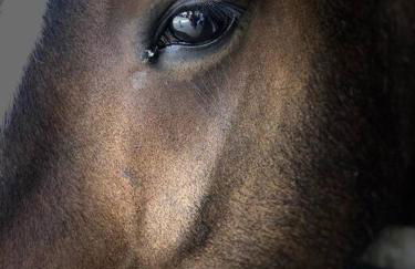 Blackberry Annex. Detached cottage. Rural location - Foto 59