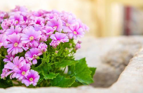 Asmani Apartments - Foto 24