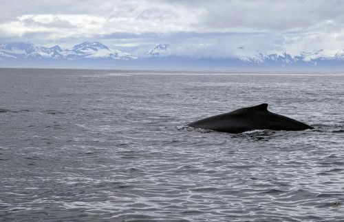 Juneau Family Friendly Getaway 301 - Foto 26