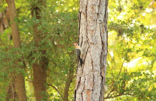 Royal Palms Villa, Pool, Spa, Private Gate, 1,5 acre - Foto 32