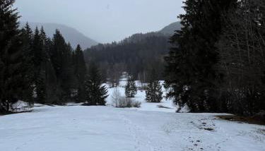 Vergißmeinnicht - Foto 5