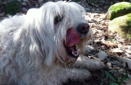 Apartamentos Rurales Ecopangea - Foto 38