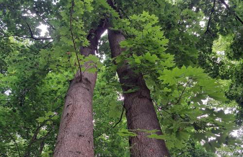 Exclusives Ferienhaus am Kulkwitzer See - Photo 9