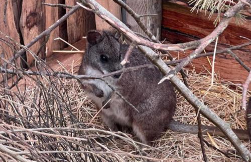 Willow Straw Bale Cabin - Foto 16