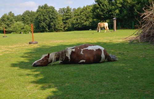 Romantische Ferienwohnung zwischen Schlei und Ostsee - Foto 16