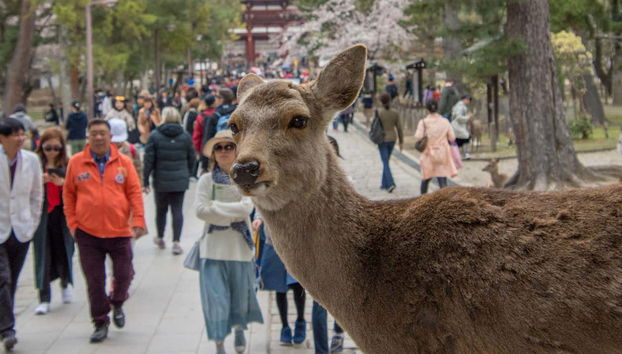 Free tour por Nara - Foto 3