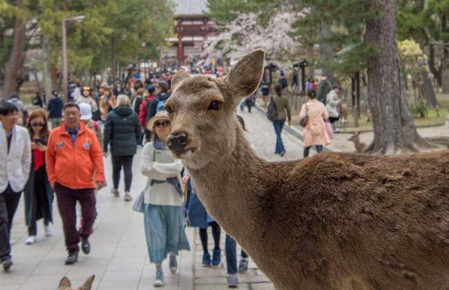 Free tour por Nara - Photo 3
