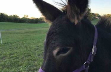 Bourbon Trail Cabin on the Farm - Foto 14