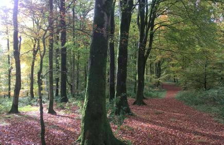 The Shack, Cally Avenue, Gatehouse of Fleet, Dumfries and Galloway, DG7 2 DH - Foto 9